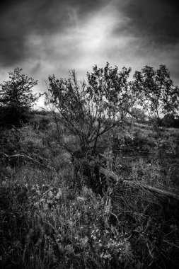 Arkaplanda ağaç olan bir alanın gri tonlu görüntüsü