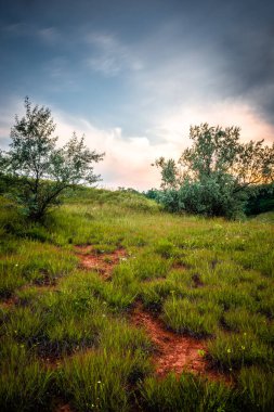 Yazın yeşil çim tarlası