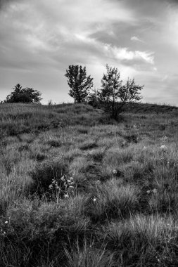 Ağaçlı ve ağaçlı güzel bir manzara.