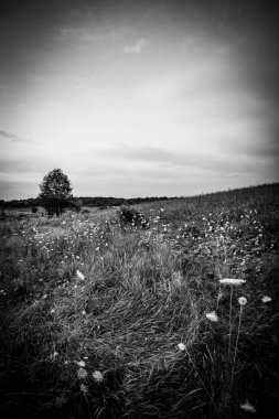 Tarlanın güzel manzarası