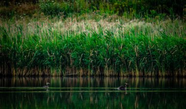 yaban ördekleri gölde yüzmek