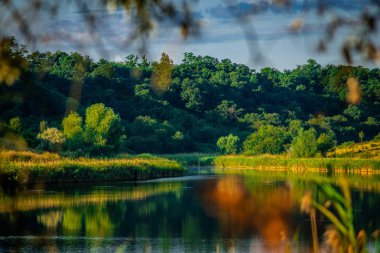 Ormandaki nehrin güzel manzarası