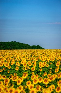 Mavi arkaplanlı güzel ayçiçeği tarlası