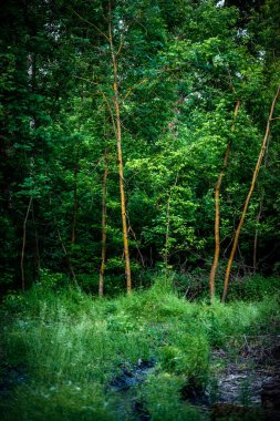 Ormanda yeşil ağaçlar