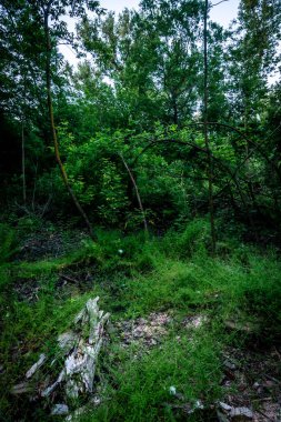 Ağaçlı yeşil bir ormanın dikey görüntüsü.