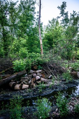 Küçük bir ağaçla bir derenin dikey görüntüsü.