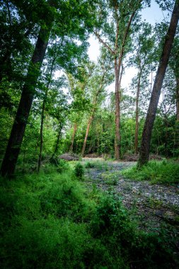 Ormanın güzel manzarası