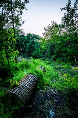 Yeşil bir ormanın güzel bir görüntüsü