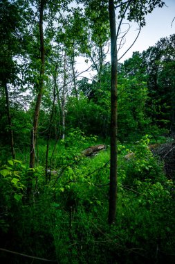 Ormanın güzel manzarası