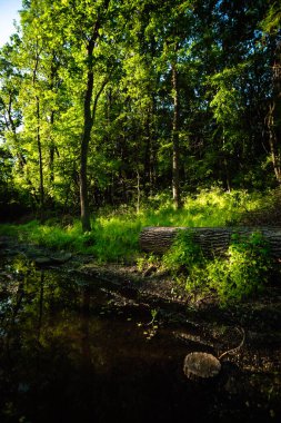 Ormandaki güzel bir nehir manzarası