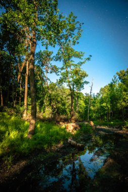 Akşamları güzel bir orman.