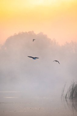 Gökyüzünde uçan bir kuş sürüsü