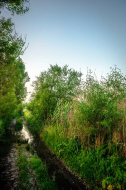 Ormanda yeşil çimenler