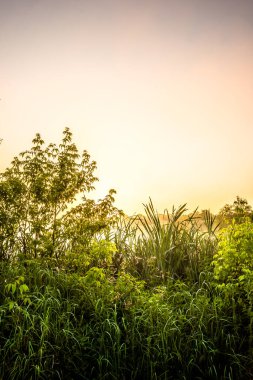 Ormanın güzel manzarası