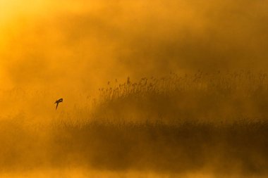 Gün batımının arka planında bir martının silueti