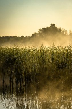 Gün batımında ormandaki bir gölün güzel bir görüntüsü.
