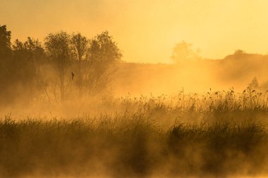 Kırsalda sisli bir sabah