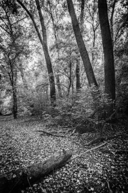 Parktaki bir ormanın siyah beyaz fotoğrafı