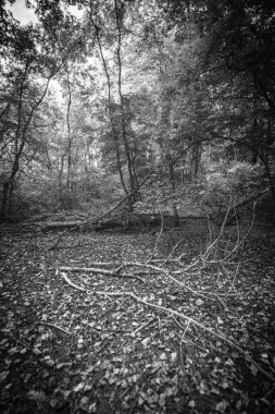 Düşen yaprakları olan sonbahar ormanı