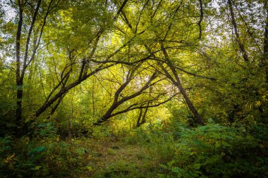 Ormanda yeşil ağaçlar ve yapraklar