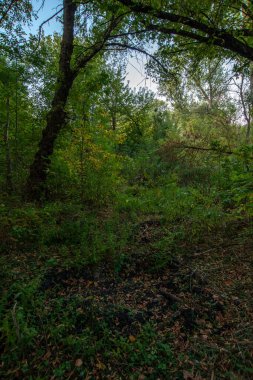 Ormanda küçük bir ağaç.