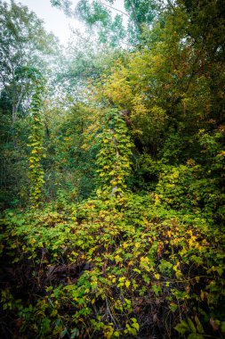 Sonbahar ormanı sabahları
