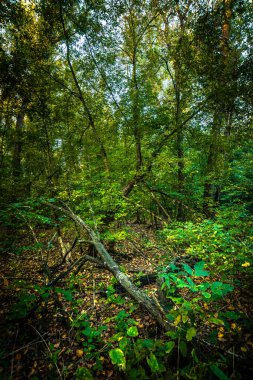 Düşen yapraklı yeşil orman