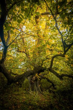 Ağaçlar ve yapraklarla dolu güzel sonbahar manzarası