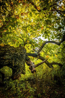 Ormanda sonbahar manzarası