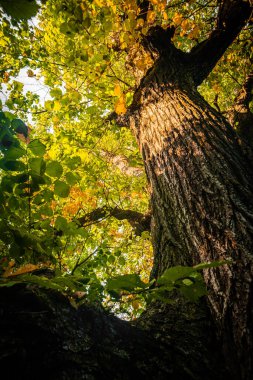 Sonbahar ormanlarında ağaçta yeşil meşe yaprakları, doğal arka plan, doku