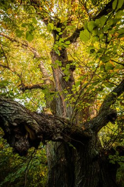 Sarı yapraklı sonbahar ağacı