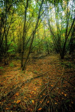 Sonbaharda orman. Renkli ağaçlı güzel sonbahar manzarası.