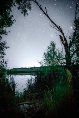 night view of the forest in the mountains