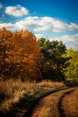 Ormandaki güzel renkli sonbahar manzarası