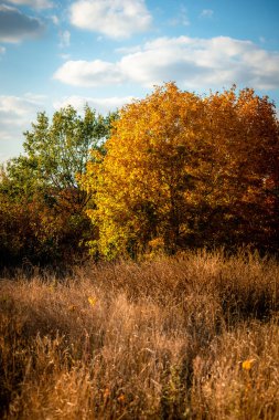 Ağaçlar ve ormanlarla dolu sonbahar manzarası