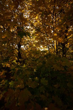 Ormandaki altın yapraklar. sonbahar yaprakları arka plan
