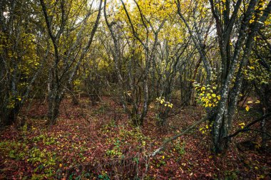 Düşen yaprakları olan güzel bir sonbahar ormanı