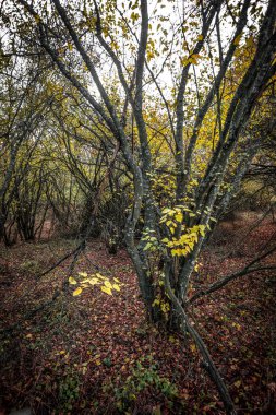 Ağaçlar ve yapraklarla dolu sonbahar ormanı
