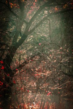 Ağaçlar ve yapraklarla dolu güzel sonbahar manzarası