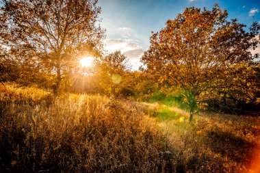Renkli ormanlı güzel sonbahar manzarası. Altın sonbahar ağaçları