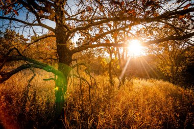 Ormanda sonbahar yaprakları