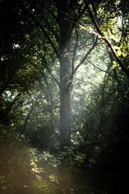 Ormanın güzel manzarası