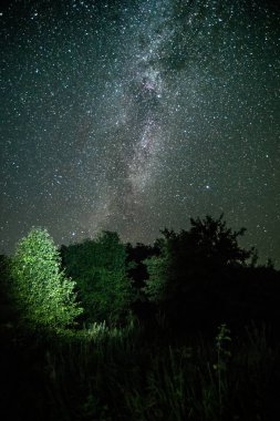 Ormandaki yıldızlı gökyüzü