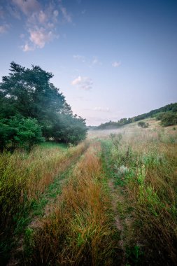 Ormandaki ağaçlar olan yol