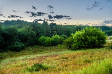 Ormanda yaz sabahı.