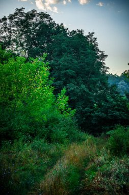 Ağaçları ve mavi gökyüzü olan yeşil orman