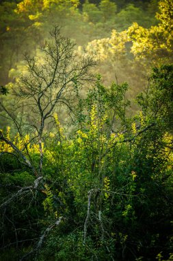 Ağaçları ve yeşil otları olan güzel bir orman.