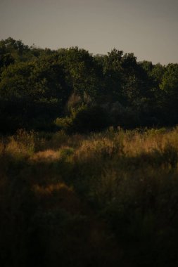 Ormanın güzel manzarası