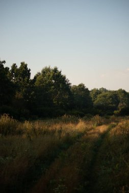 Ağacı ve ormanı olan güzel bir manzara.