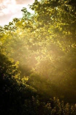 Ormandaki Ağaçların Arasında Güneş Işınları Parlıyor